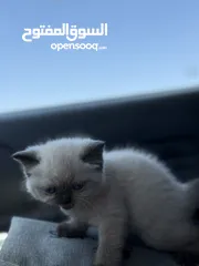  14 كتن همالايا
