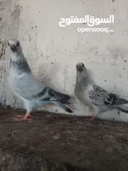  1 ثلاث فراخ  فرخين بواز اخوان فطم جديد مخلف وقواق بواقي الاربعه