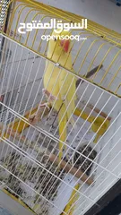  6 بسم الله الرحمن الرحيم صلو على النبي للبيع طيره دره لاتينو عيون حمر ريش كامل ناقصها ذكر بس