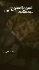  6 بسبوس صغير عمرو حوالي تلات اسابيع لعوب وكيوت و بيوكل طبيعي  اقراء الوصف.....................؟؟.؟؟؟؟