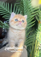  2 Scottish girl Registered & imported parents from Russia