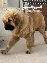  1 تبتيان ماستيف 4 شهور