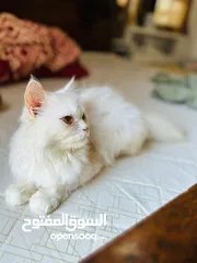  2 Persian cat