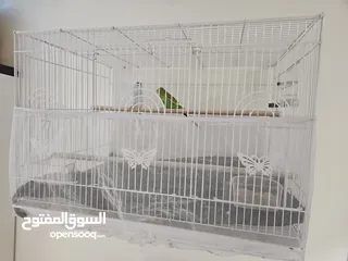  4 ring neck female and budgies couple