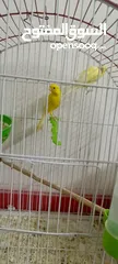  3 جوزين جوز كرزي تحته فراخ وجوز ليموني