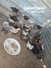  3 45 حبه بلديات فراخ ترقيد مش فقاسة وعلفهن شعير ونخاله حبات مقنوي صحه ونضافه صلاة النبي