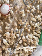  3 صوص لوهمان البزرة الأصلية