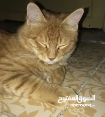  2 قطه للبيع شيرازي فول شعر