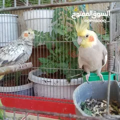  1 طيور كوكتيل