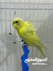  4 طيور مميزة للبيع