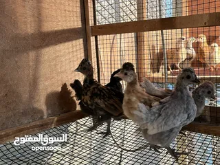  3 صيصان حبحب كويتي