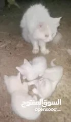  5 قطه أنثى شيرازيه اصل مع ولادها 4 للبيع