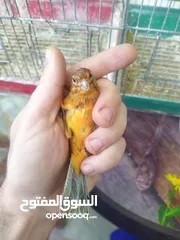  1 كنار  فراخ كراز  وجوز