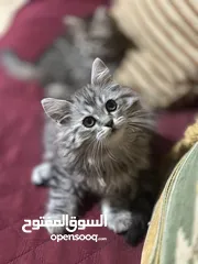  6 قطط ملايا للبيع