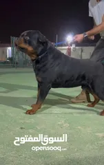  3 مركز تدريب كلاب بت زون