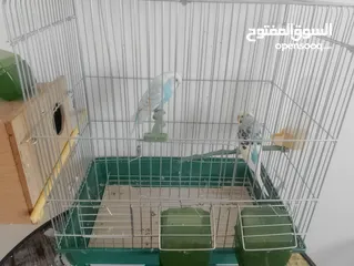  1 جوز عصافير حب