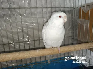  6 كوم كوكتيل