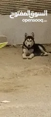  1 كلب هاسكي ابيض واسود
