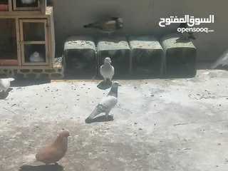  30 حمام للبيع