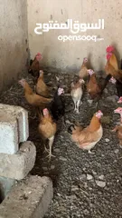  7 دجاج بياض للبيع