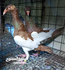  28 حمام الماني نخب جواز وفردات