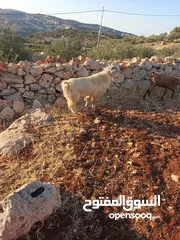  10 تبارك الله موجود فحل معز لون ابيض كفاله اهداء على ردد يقوم ب 100 راس تبارك الله هداد نار السن ريشه