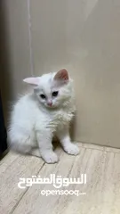  2 برتش مكس شيرازي