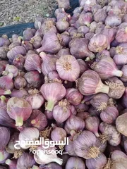  1 ثوم الجبل الاخضر