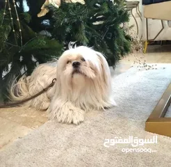  2 ذكر شيتزو وراد اوكارنيا