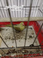  1 طيره دره مجربه