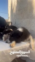  22 Border collie لاول مرة في الاردن
