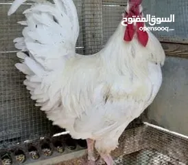  1 مطلوب. ديك  داخل العقبه بسعر مناسب