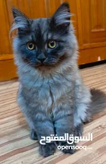  1 قطط شانشيلا وشيرازي