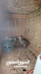  1 حجل بلدي عمر 3 شهور للبيع