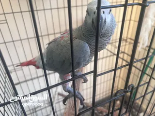  1 African grey parrot ya Grey parrot