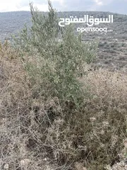  3 ارض 8 دونم للبيع بين بزاريا وبلعا طابو نابلس