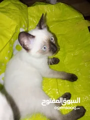  3 قطط سيامي بسعر معقول