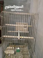  2 جوز كوكتيل بالصلاة على النبي صحه ونظافة معهن فرخ لون سكني أنتجت منهن وروضة فراخهن البيع لعدم التفرغ.