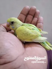  1 Love bird pair with baby