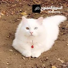  2 قطط شرازي للبيع في صنعاء الاصبحي المقالح