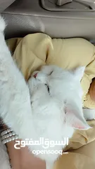  11 percian socialy kind withot voice persian cat