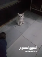 3 بسس اللون ابيض لون عينها لون بلون ازرق واصفر للبيع