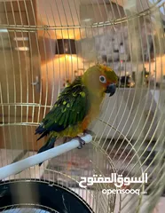  1 ببغاء صن كنيور