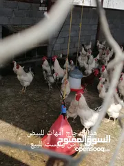  4 فقاسه البلده للبيع دجاج وبيض فرنسي بلونين الأحمر والأبيض