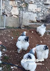  2 دجاج براهما