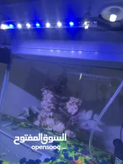  1 حوض سمك زينة