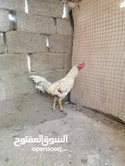  1 للبيع او للبدل ب ببغاء الدراه اديك ما يشكي من شي ابدان