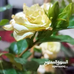  6 مشتل بيتي متوفر انواع زينة خارجية وداخلية والتوصيل بأسعار رمزية