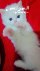  18 Available kittens for sale high quality breed Cats (Silver British breed & Scottish straight breed.)