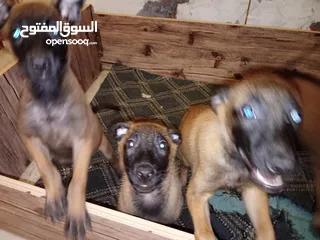  5 بالجيم ماليونو